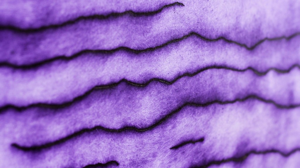 EARTH – IMPOSSIBILITY OF A STRAIGHT&nbsp;LINE